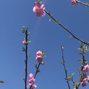 花雨菲头像