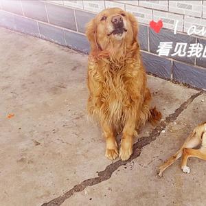 博麟十三金头像