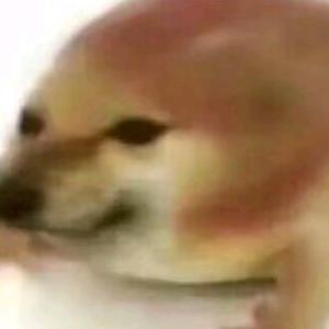 狗便壳郎君头像
