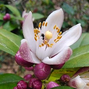 不屈番茄头像