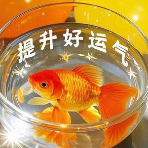 有理菌～头像