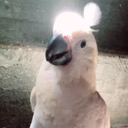 天菜少女Mios酱 头像