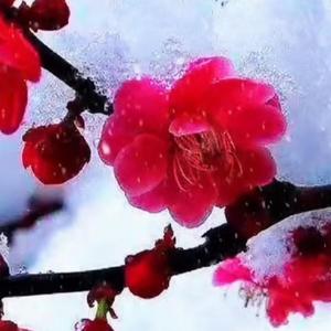 雪后梅花头像