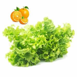 橙子配生菜头像