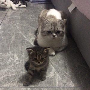 龙猫千与千寻粤语版 西瓜视频