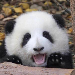 花花熊猫记头像