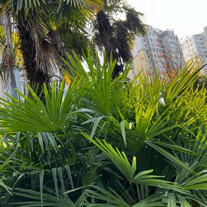 顺其自然头像