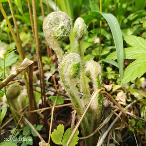 长白山货栈头像