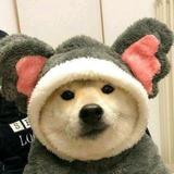 九快三旬头像