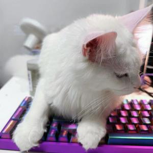 啥都烧的穷猫奴头像
