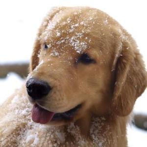 晨星犬舍头像