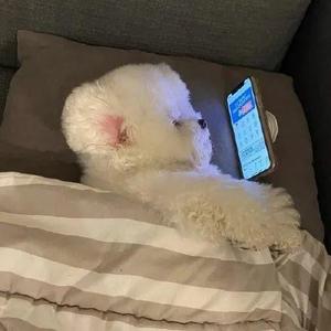 过期的蘑古力头像