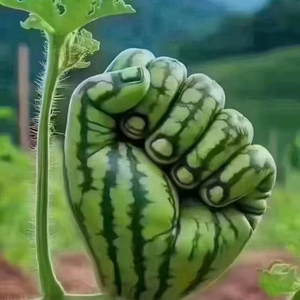 火火东头像