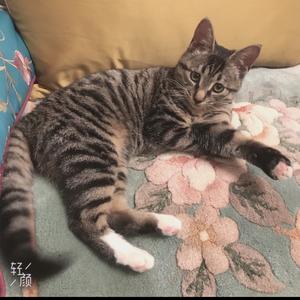 林里嬉闹的小猫咪头像