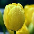 桂花雨街拍头像