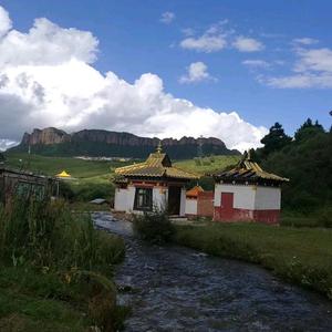 黑头鹅头像