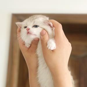 小猫咪柑橘味头像