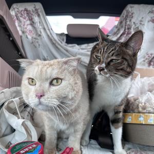 小猴子m头像