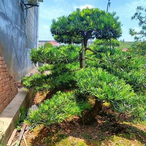 长沙县苗苗花卉苗木专业合作社头像