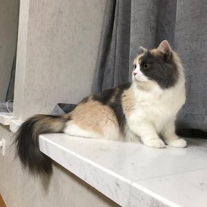 我与三猫的Catslife头像