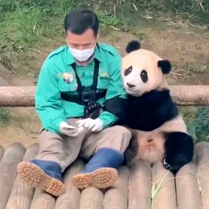 猫科动物说头像