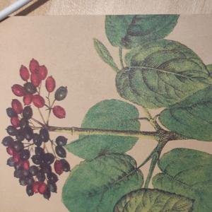 毛杨林。头像
