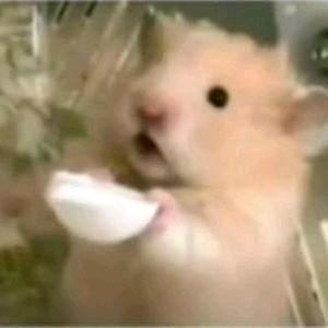 鼠鼠头像