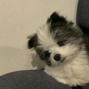 小杙头像