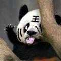 熊猫YOU情感头像