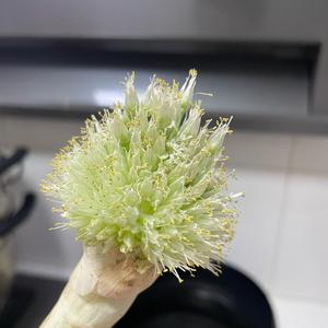 青桐笔记头像