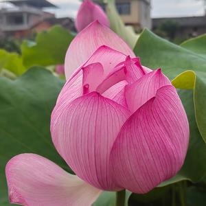 心悦己者容头像