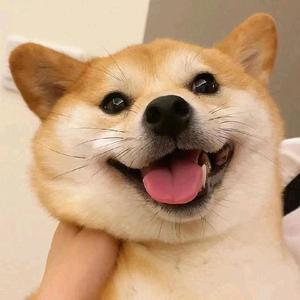 不拆家二哈头像
