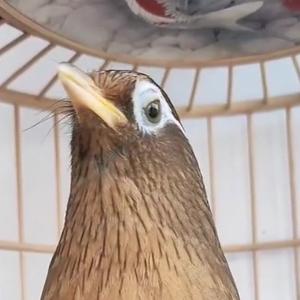 斗鸟世家头像