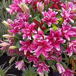 小花匠头像