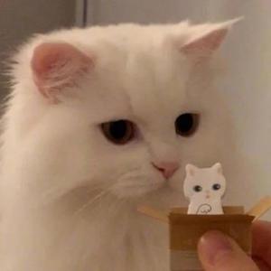 球球的追剧日程头像