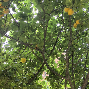 仙草部落头像