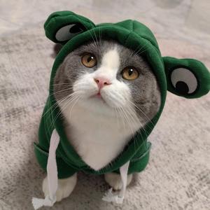 冰块是只小猫头像