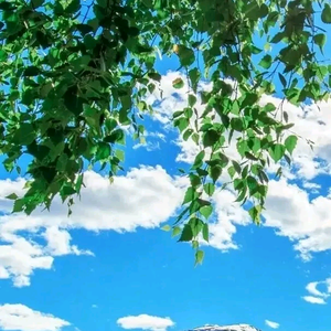 湖北张双龙头像