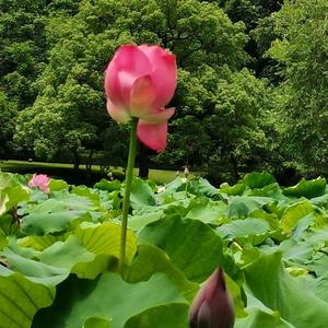 夏莲茉茉游惠门头像