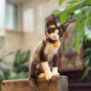 猫百万头像