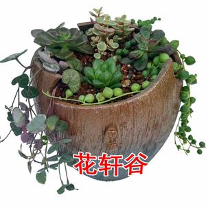 多肉元宝兰和子宝区别 西瓜视频