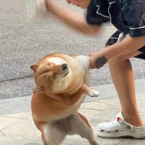 QL影子头像