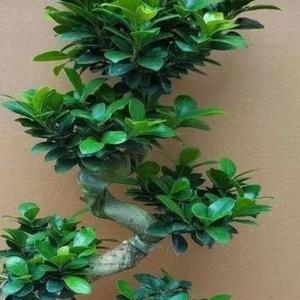 摩登天丝头像
