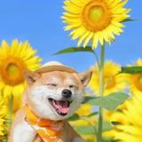 才思敏捷的轻松多米尼克头像