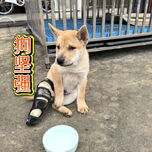 忠犬佑家（华夏帝皇犬）头像