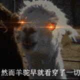我就是羊驼早以看穿一切头像
