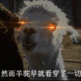 我就是羊驼早以看穿一切头像