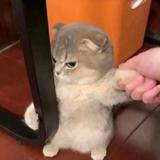远见卓识猪仔头像