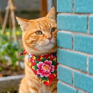 猫咪豆花头像