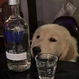 西街的椿树头像